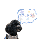 Suaちゃんstamp（個別スタンプ：27）
