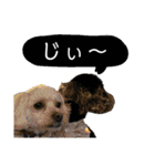 Suaちゃんstamp（個別スタンプ：32）