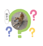 らんちゃんの気持ち（個別スタンプ：5）