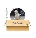 らんちゃんの気持ち（個別スタンプ：7）