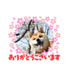 らんちゃんの気持ち（個別スタンプ：9）