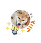 らんちゃんの気持ち（個別スタンプ：11）