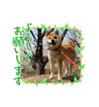 らんちゃんの気持ち（個別スタンプ：13）