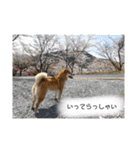 らんちゃんの気持ち（個別スタンプ：15）