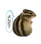 シマリスのむぎちゃんスタンプ♡（個別スタンプ：9）