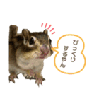 シマリスのむぎちゃんスタンプ♡（個別スタンプ：12）