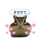 シマリスのむぎちゃんスタンプ♡（個別スタンプ：15）