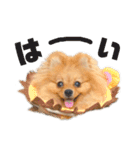 べにまるのスタンプ(ポメラニアン)（個別スタンプ：6）