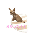 天くんの日常スタンプ（個別スタンプ：15）