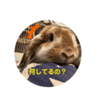 ブロークンオレンジ(ジャック♀)（個別スタンプ：1）