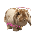 ブロークンオレンジ(ジャック♀)（個別スタンプ：2）
