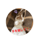 ブロークンオレンジ(ジャック♀)（個別スタンプ：3）