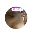 ブロークンオレンジ(ジャック♀)（個別スタンプ：5）