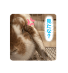 ブロークンオレンジ(ジャック♀)（個別スタンプ：6）