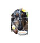 茨城犬くぅ（個別スタンプ：1）
