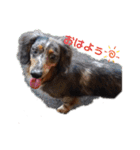茨城犬くぅ（個別スタンプ：2）