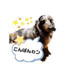 茨城犬くぅ（個別スタンプ：4）