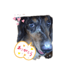 茨城犬くぅ（個別スタンプ：6）