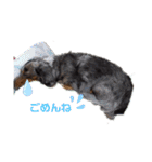茨城犬くぅ（個別スタンプ：7）
