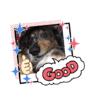 茨城犬くぅ（個別スタンプ：8）