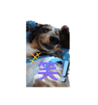 茨城犬くぅ（個別スタンプ：10）