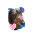 茨城犬くぅ（個別スタンプ：12）