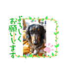 茨城犬くぅ（個別スタンプ：17）