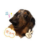 茨城犬くぅ（個別スタンプ：18）