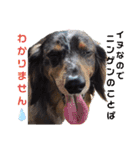 茨城犬くぅ（個別スタンプ：20）