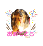 茨城犬くぅ（個別スタンプ：22）