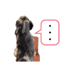 茨城犬くぅ（個別スタンプ：23）