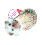 うさぎ はりねずみ（個別スタンプ：5）