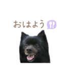 オレオとそら (日常生活編)（個別スタンプ：1）