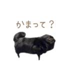 オレオとそら (日常生活編)（個別スタンプ：9）