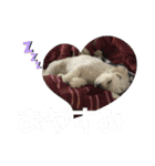 ラルスタンプ3（個別スタンプ：16）