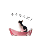 白黒鍵しっぽキーちゃん（個別スタンプ：3）
