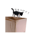 白黒鍵しっぽキーちゃん（個別スタンプ：12）