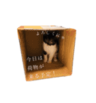 白黒鍵しっぽキーちゃん（個別スタンプ：14）