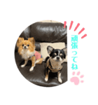 kocolita♡ロングコートチワワ⑤（個別スタンプ：2）
