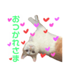 茶白猫 チャイの日常3（個別スタンプ：2）