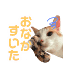 茶白猫 チャイの日常3（個別スタンプ：6）
