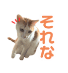 茶白猫 チャイの日常3（個別スタンプ：7）