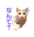 茶白猫 チャイの日常3（個別スタンプ：8）