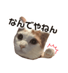 茶白猫 チャイの日常3（個別スタンプ：9）