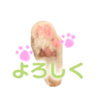 茶白猫 チャイの日常3（個別スタンプ：11）