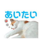 茶白猫 チャイの日常3（個別スタンプ：13）