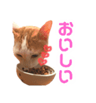 茶白猫 チャイの日常3（個別スタンプ：14）