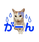茶白猫 チャイの日常3（個別スタンプ：15）