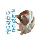 茶白猫 チャイの日常3（個別スタンプ：16）