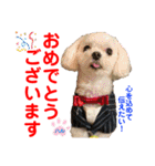 赤いりぼんの可愛い仲間達②（個別スタンプ：6）